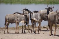 358 Gnus &ndash; &copy; Susanne Schirmann (Eberhardt TRAVEL)