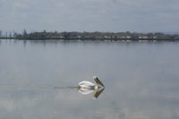 362 Flamingo &ndash; &copy; Susanne Schirmann (Eberhardt TRAVEL)