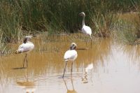 364 Flamingos &ndash; &copy; Susanne Schirmann (Eberhardt TRAVEL)