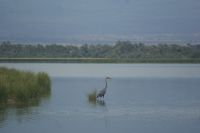 366 Goliathreiher &ndash; &copy; Susanne Schirmann (Eberhardt TRAVEL)