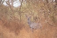 378 Kudu &ndash; &copy; Susanne Schirmann (Eberhardt TRAVEL)