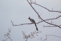 379 Go away bird &ndash; &copy; Susanne Schirmann (Eberhardt TRAVEL)