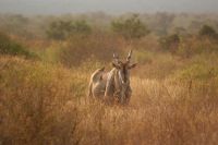389 Elenantilope &ndash; &copy; Susanne Schirmann (Eberhardt TRAVEL)
