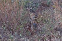 393 Dik Diks &ndash; &copy; Susanne Schirmann (Eberhardt TRAVEL)