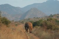 394 Elefantenbulle &ndash; &copy; Susanne Schirmann (Eberhardt TRAVEL)