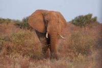 395 Elefantenbulle &ndash; &copy; Susanne Schirmann (Eberhardt TRAVEL)