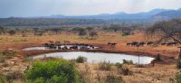 398 Wasserloch Kilaguni Lodge &ndash; &copy; Susanne Schirmann (Eberhardt TRAVEL)