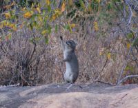 407 Klippschliefer &ndash; &copy; Susanne Schirmann (Eberhardt TRAVEL)