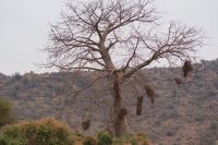 410 Baobab Baum  &ndash; &copy; Susanne Schirmann (Eberhardt TRAVEL)