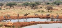 414 Impressionen Wasserloch Kilaguni Lodge &ndash; &copy; Susanne Schirmann (Eberhardt TRAVEL)