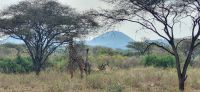 485 Giraffen Tsavo West &ndash; &copy; Susanne Schirmann (Eberhardt TRAVEL)