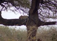 492 Leopard.ARW &ndash; &copy; Susanne Schirmann (Eberhardt TRAVEL)