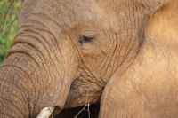 26 Elefant &ndash; &copy; Susanne Schirmann (Eberhardt TRAVEL)