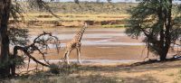 39 Netzgiraffe &ndash; &copy; Susanne Schirmann (Eberhardt TRAVEL)