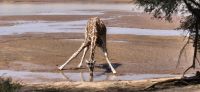 40 Netzgiraffe &ndash; &copy; Susanne Schirmann (Eberhardt TRAVEL)