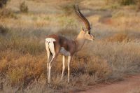 42 Grand Gazellen &ndash; &copy; Susanne Schirmann (Eberhardt TRAVEL)