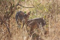 52 Dik Diks &ndash; &copy; Susanne Schirmann (Eberhardt TRAVEL)