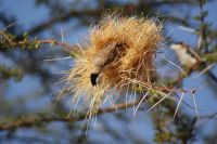 77 Nestbau &ndash; &copy; Susanne Schirmann (Eberhardt TRAVEL)