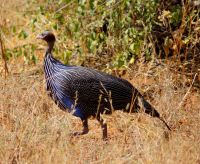 80 Geierperlhuhn &ndash; &copy; Susanne Schirmann (Eberhardt TRAVEL)