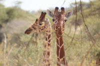 81 Netzgiraffen &ndash; &copy; Susanne Schirmann (Eberhardt TRAVEL)