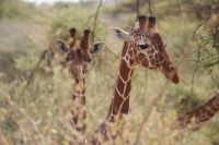 82 Netzgiraffen &ndash; &copy; Susanne Schirmann (Eberhardt TRAVEL)