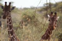 83 Netzgiraffen &ndash; &copy; Susanne Schirmann (Eberhardt TRAVEL)