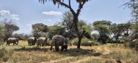 94 Elefantenbeobachtung &ndash; &copy; Susanne Schirmann (Eberhardt TRAVEL)