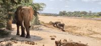 95 Elefanten ziehen zum Fluss &ndash; &copy; Susanne Schirmann (Eberhardt TRAVEL)