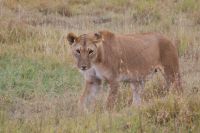 133 Löwen in Ol Pejeta Conservancy &ndash; &copy; Susanne Schirmann (Eberhardt TRAVEL)