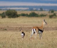 147 Thompson Gazellen &ndash; &copy; Susanne Schirmann (Eberhardt TRAVEL)