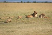 150 Löwenrudel im Ol Pejeta &ndash; &copy; Susanne Schirmann (Eberhardt TRAVEL)
