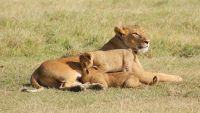 153 Löwenrudel im Ol Pejeta &ndash; &copy; Susanne Schirmann (Eberhardt TRAVEL)