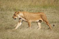 160 Löwenrudel im Ol Pejeta &ndash; &copy; Susanne Schirmann (Eberhardt TRAVEL)