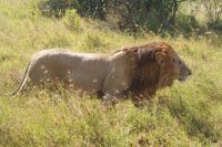 163  Löwenrudel im Ol Pejeta &ndash; &copy; Susanne Schirmann (Eberhardt TRAVEL)