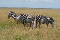 164 Zebras &ndash; &copy; Susanne Schirmann (Eberhardt TRAVEL)