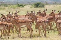 169 Impalas &ndash; &copy; Susanne Schirmann (Eberhardt TRAVEL)