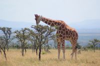 170 Rothschildgiraffe &ndash; &copy; Susanne Schirmann (Eberhardt TRAVEL)