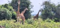 207 Giraffenherde &ndash; &copy; Susanne Schirmann (Eberhardt TRAVEL)