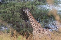 219 Maasai Giraffe &ndash; &copy; Susanne Schirmann (Eberhardt TRAVEL)