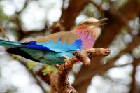 222 Gabelracke &ndash; &copy; Susanne Schirmann (Eberhardt TRAVEL)
