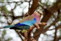 223 Gabelracke &ndash; &copy; Susanne Schirmann (Eberhardt TRAVEL)
