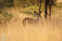 268 Kudu Kuh &ndash; &copy; Susanne Schirmann (Eberhardt TRAVEL)