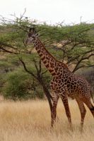 277 Maasai Giraffe &ndash; &copy; Susanne Schirmann (Eberhardt TRAVEL)