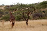 278 Maasai Giraffe &ndash; &copy; Susanne Schirmann (Eberhardt TRAVEL)