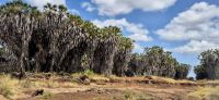 305 Palmenwald &ndash; &copy; Susanne Schirmann (Eberhardt TRAVEL)