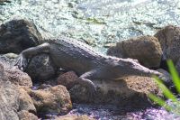 325 Krokodil &ndash; &copy; Susanne Schirmann (Eberhardt TRAVEL)