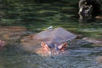 326 Hippo mit Besuch &ndash; &copy; Susanne Schirmann (Eberhardt TRAVEL)