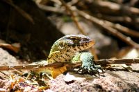 328 Waran &ndash; &copy; Susanne Schirmann (Eberhardt TRAVEL)