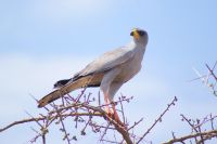 330 Singhabicht &ndash; &copy; Susanne Schirmann (Eberhardt TRAVEL)
