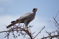 331 Singhabicht &ndash; &copy; Susanne Schirmann (Eberhardt TRAVEL)